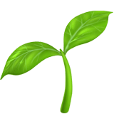 seedling